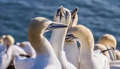 前 Bethesda 开发者表示，《上古卷轴 6》面临着“巨大的压力”