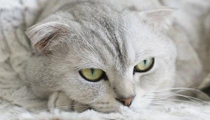 Meta 关闭《死侍 VR》、《阿斯加德之怒 2》及《生化危机 4 VR》背后的开发工作室